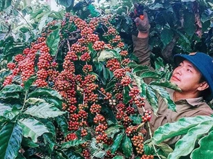 Giá nông sản ngày 23/2/2023: Cà phê và tiêu tiếp tục tăng mạnh